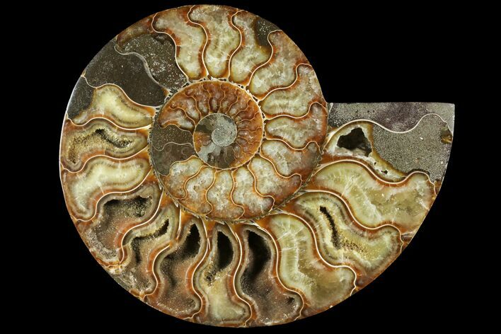Cut Ammonite Fossil (Half) - Agatized #97757